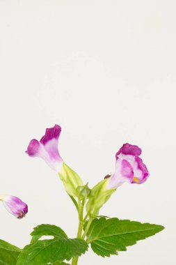 Büyüleyici yakın plan: Beyaz-mor lades kemiği çiçeği (Torenia fournieri), beyaz bir arkaplanda zarif bir şekilde yakalanan yemyeşil yapraklara karşı.