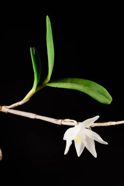 Sarı çekirdekli muhteşem beyaz güvercin orkidesi (Dendrobium crumenatum), siyah bir arkaplanda çarpıcı bir şekilde fotoğraflanmıştır..