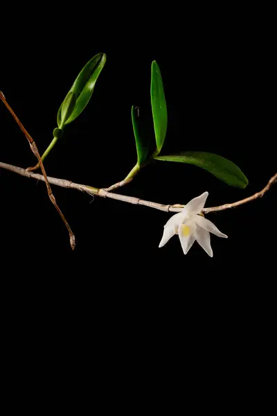 Sarı çekirdekli muhteşem beyaz güvercin orkidesi (Dendrobium crumenatum), siyah bir arkaplanda çarpıcı bir şekilde fotoğraflanmıştır..