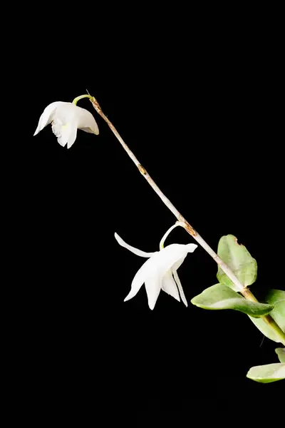 Sarı çekirdekli muhteşem beyaz güvercin orkidesi (Dendrobium crumenatum), siyah bir arkaplanda çarpıcı bir şekilde fotoğraflanmıştır..