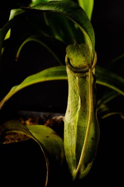 Captivating close-up of green Nepenthes pitcher plant, elegantly photographed against a black backdrop. clipart