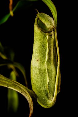 Captivating close-up of green Nepenthes pitcher plant, elegantly photographed against a black backdrop. clipart