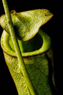 Mesmerizing close-up of the green hooded pitcher plant (Nepenthes spp.), elegantly captured against a black background. clipart
