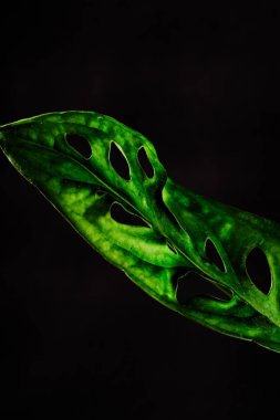Değişken Monstera Adansonii yaprağı, büyüleyici çitlerle süslenmiş, çarpıcı bir şekilde siyah bir arkaplanda fotoğraflanmış..