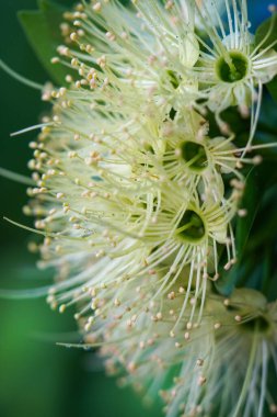 Sabahın ruhani ışığında, Xanthostemon 'un ışıl ışıl çiçekleri ortaya çıkar, kremsi beyazdan sarıya renklerle süslenir, arka planda hafif bir bulanıklık olur..