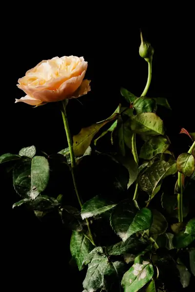Port Sunlight Rose 'un (Rosa' Port Sunlight ') parlak turuncu parlaklık içinde açan parlak bir yakın plan görüntüsü, siyah arkaplanda çarpıcı bir tezat oluşturur..