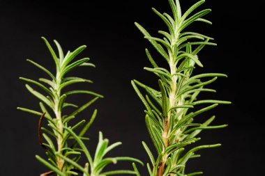 Siyah bir arkaplan karşısında büyüleyici bir tezat, canlı yeşil biberiye bitkisinin (Rosmarinus officinalis) yakın çekimi, tazelik ve canlılık yayar.