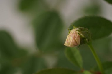 Bilimsel olarak Rosa Sp. olarak bilinen minyatür pembe-beyaz bir gül, el değmemiş beyaz bir zemin üzerinde tutulan yemyeşil yaprakların arasında zarif bir şekilde çiçek açar..