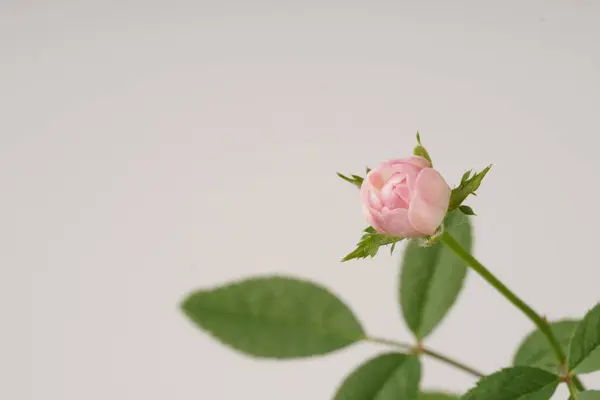 Bilimsel olarak Rosa Sp. olarak bilinen minyatür pembe-beyaz bir gül, el değmemiş beyaz bir zemin üzerinde tutulan yemyeşil yaprakların arasında zarif bir şekilde çiçek açar..