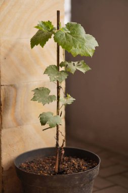 Yaklaşık 50 cm uzunluğunda, bambu kazıklarla desteklenen bir asma bitkisi. Bilimsel olarak Vitis Vinifera olarak bilinir, canlı yeşil yapraklarla gelişir..