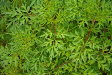 Kenikir (Cosmos caudatus), taze yeşil yapraklı, toprakta yetişen bir süs bitkisidir. Tıbbi özellikleriyle bilinir..