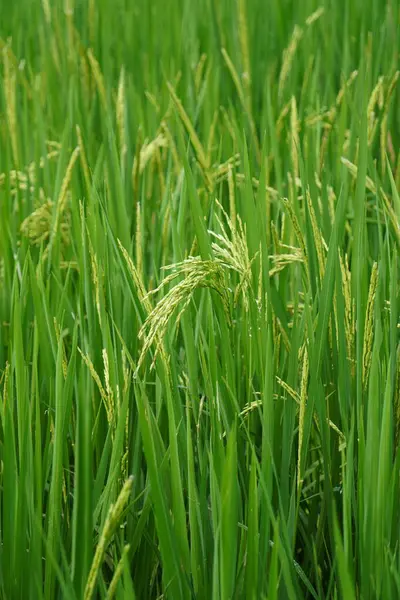 Canlı yeşil yapraklı filizlenen bir pirinç bitkisi, bilimsel olarak Oryza sativa olarak bilinir..