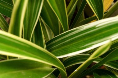 Örümcek Bitkisi 'nin yapraklarının kesiştiği yakın çekim görüntüsü yeşil ve beyaz çizgilerden oluşan canlı bir desen oluşturuyor. Çapraz kesişen bıçaklar dinamik ve katmanlı bir etki yaratarak bitkinin eşsiz ve zarif büyümesini vurguluyor..