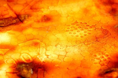 Paslı demir sıvısını soğurup erimiş lavı andıran kırmızı-turuncu renklerde eşsiz bir desen oluşturan strafor yüzeyin yakın çekimi. Dokular ve renkler canlı ve çarpıcı bir görsel karşıtlık sunuyor.