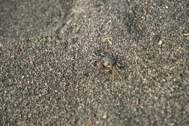 Sahilde küçük bir yengeç, gri benekli rengi kumlu zemin ile kusursuz bir şekilde harmanlanmış, doğanın kamuflajını gösteriyor. İnce varlığı, kıyı yaşamının karmaşık güzelliğini gözler önüne seriyor..