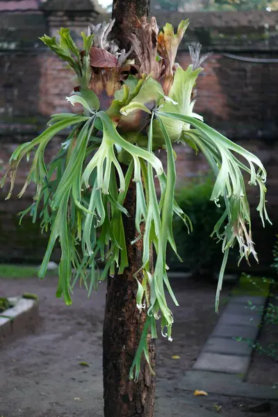 Büyük ve yoğun bir Staghorn eğreltiotu (Platycerium spp.) Bahçedeki bir mango ağacının gövdesine iliştirilmiş. Yeşillik ve doğal manzaraya eşsiz botanik bir dokunuş eklenmiş..