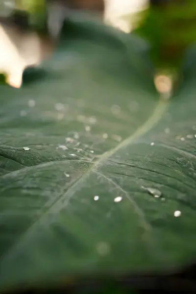 Taro bitkisinin yapraklarındaki sabah çiy taneleri ince mücevherler gibi parıldıyor, doğanın ruhani güzelliğini arttırıyor. (Colocasia esculenta)