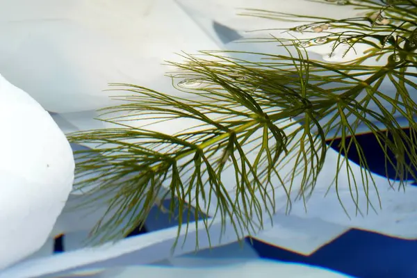Tatlı su yosunu bitkisi Myriophyllum pinnatum 'un büyüleyici bir yakın çekimi, akvaryumda zarifçe yüzüyor..