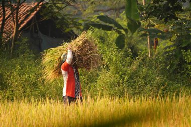 Çeltik tarlasında sırtında pirinç taşıyan bir çiftçi, hasat mevsiminin zahmetini ve cömertliğini özetliyor..