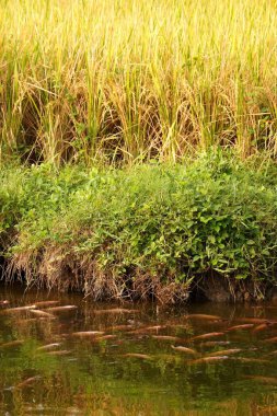 Kırmızı tilapia balığı bir göletin kenarında altın pirinç tarlalarının yanında hasat için hazır, çiftlik hayatının dingin güzelliğini yakalıyor..