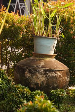 Plastik kovalarla işlenmiş su bitkileri büyük çömleklerin üzerine yerleştiriliyor, bahçenin köşesini biraz yeşillikle güçlendiriyor..