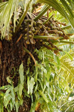 Gövdelerine yapışmış canlı yeşil Cycas rumphii meyveleri kümesi bu eşsiz türün doğal güzelliğini gözler önüne seriyor. Herhangi bir koleksiyona tropikal zerafet katmak için mükemmel..