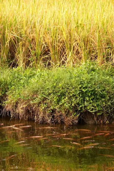 Kırmızı tilapia balığı bir göletin kenarında altın pirinç tarlalarının yanında hasat için hazır, çiftlik hayatının dingin güzelliğini yakalıyor..