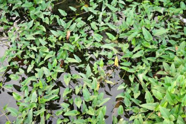 Bereketli su ıspanağı (Ipomoea aquatica) kristal berrak bir gölette gelişerek canlı yeşillik ve dingin bir güzellik sergiliyor. Herhangi bir yere ferahlatıcı, doğal bir dokunuş eklemek için mükemmel..