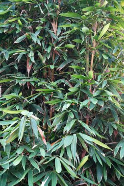 İnce, sarı saplı yemyeşil bambu (Bambusa vulgaris) doğanın zarafet ve canlılığını sergiliyor. Her ortama canlı ve tropikal bir güzellik katmak için mükemmel..