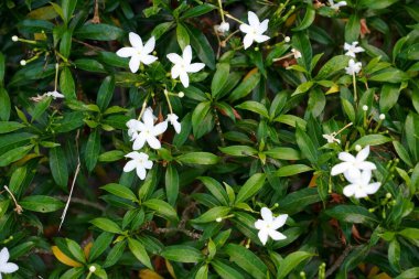 Taze yeşil yaprakların üzerine serpilmiş saf ve saf bir yasemin çiçeği (Jasminum sambac)..