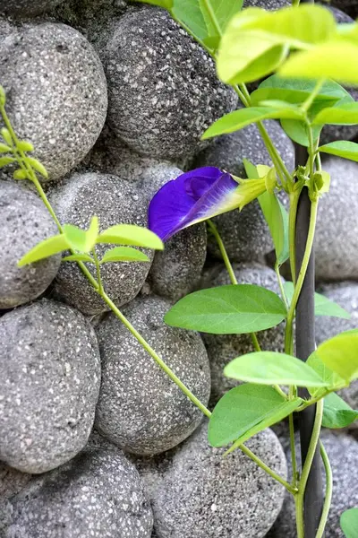 stock image A vibrant blue-purple butterfly pea vine (Clitoria ternatea) twines around a cable against a backdrop of round stone walls.
