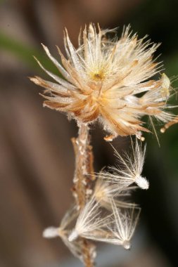 Kurumuş bir Tridax çiçeğinin yakın çekimi rüzgarla süpürülmeye hazır, şeffaf böceklerle süslenmiş. Doğanın hassas geçişlerinin güzelliğini yakalamak için mükemmel..