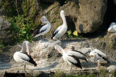 Bir grup pelikan (Pelecanus) gölette güneşleniyor, tüylerini gagalarıyla tımar ediyorlar..