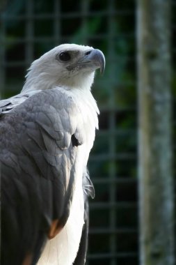 Beyaz karınlı bir Deniz Kartalı (Haliaeetus leucogaster), çarpıcı beyaz ve gri tüyleriyle, delici bir bakış atarak tünemektedir..