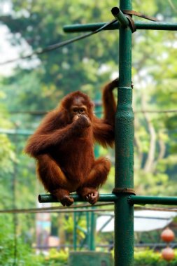 Genç bir orangutan (Pongo pigmaeus) kahverengi kürklü ve metal bir direğe tutunuyor..