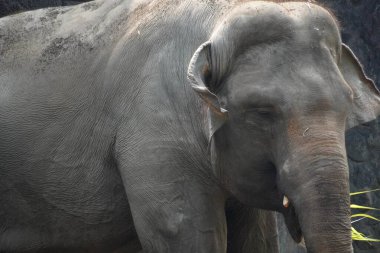 Gri gövdesi yaprakları kemiren yetişkin bir fil (Elephas maximus). Huzurlu bir an bu nazik devin görkemli güzelliğini gösteriyor..