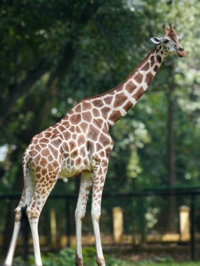 Görkemli bir yetişkin zürafa (Giraffa camelopardalis), güneşli bir günde yeşil çimlerin üzerinde, bir ağaç zeminiyle ayakta durur. Doğanın görkeminin çarpıcı bir gösterisi.!