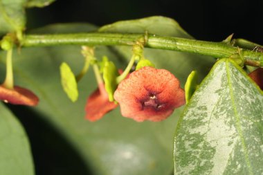 Sauropus çift cinsiyetli (Katuk) minik çiçekler tamamen olgunlaştığında canlı kırmızı açarken, genç çiçekler narin yeşil renkte kalır..