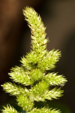 Amaranthus Viridis 'in küçük yeşil çiçekleri (Yeşil Amaranth) bir sincap kuyruğu gibi bir araya gelerek büyüleyici ve benzersiz bir görünüm oluşturur..
