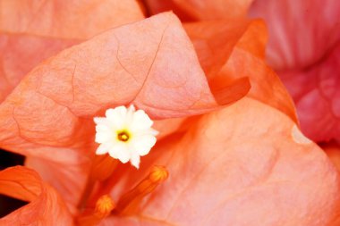 Bougainvillea spektabilis 'in canlı kırmızı fraksiyonları beyaz pullarını vurguluyor ve muhteşem bir çiçek dekoru oluşturuyor..