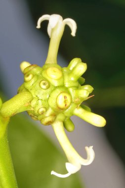 Morinda Citrifolia 'nın küçük beyaz çiçekleri yeşil meyvesinden zarif bir şekilde çiçek açarak büyüleyici ve narin bir manzara yaratırlar..