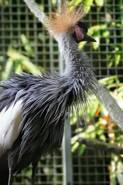 Görkemli bir Gri Taç Turnası (Balearica regulorum) gururla ayakta duruyor ve altın tacını sergiliyor.. 