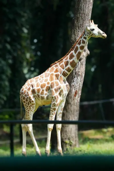 Genç bir zürafa (Giraffa camelopardalis) parlak, güneşli bir gökyüzünün altında yemyeşil çimlerin üzerinde dimdik ayakta duruyor..