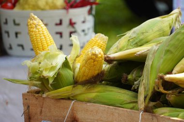 Mükemmel, olgunlaşmış mısır, bilimsel olarak Zea Mays olarak bilinen, canlı sarı çekirdekleri kısmen kabuklu, taze yeşil kabuğunu ortaya çıkaran, taze tarım ürünlerinin özünü somutlaştıran.