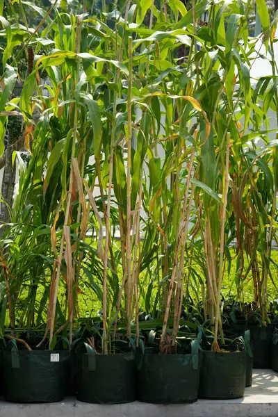 Tertemiz sıralanmış sorghum bitkileri (Sorghum bicolor) güneş ışığında güneşlenen bitki torbalarında. Canlı bir kentsel bahçe ve sürdürülebilir tarım gösterisi
