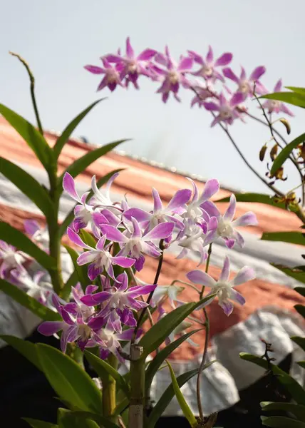 Canlı mor Dendrobium orkidelerinden oluşan bir küme, bilimsel olarak Dendrobium olarak bilinir, beyaz çizgili yapraklar ve merkezi beyaz bir çekirdekle, karmaşık ve egzotik güzelliklerini tam çiçeklenerek sergiliyorlar..