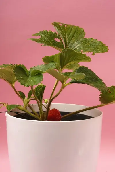 Taze çilek bitkisini (Fragaria ananassa) pembe arka planda tutan beyaz bir tencere. Doğanın cömertliğinin canlı ve büyüleyici bir gösterisi.