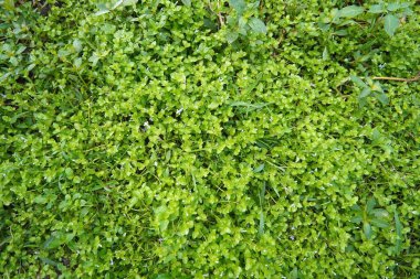 Açık bir arazide yemyeşil yabani otlar yetişiyor, yeşil halı benzeri bir manzara oluşturuyor.