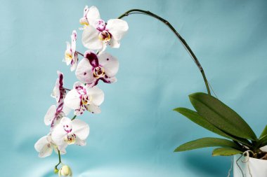 Beyaz yapraklı, soyut mor noktalı, sarımsı merkezli, sade mavi bir arkaplanda fotoğraflanmış çiçek açan falaenopsis orkideleri kümesi..