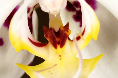 Çiçek açan beyaz yapraklı falaenopsis orkidesinin yakın çekimi, soyut mor noktalar, ve sarımsı bir merkez..
